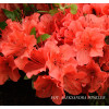 Azalia japońska 'Geisha Orange' | Azalea japonica