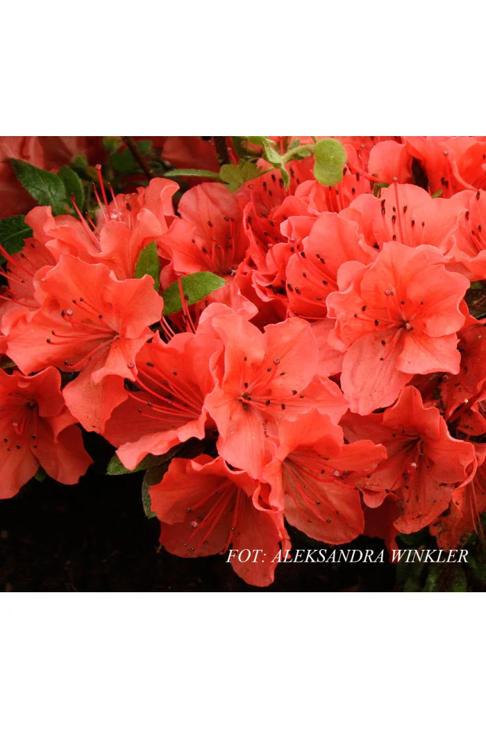 Azalia japońska 'Geisha Orange' | Azalea japonica