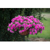 Petunia 'Tumbelina Candy Floss' | Petunia x hybrida
