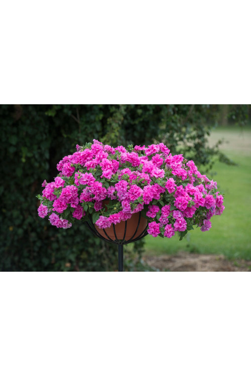Petunia 'Tumbelina Candy Floss' | Petunia x hybrida