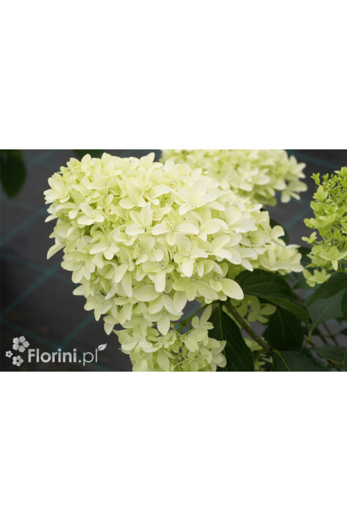 Hortensja bukietowa 'Graffiti' | Hydrangea panniculata