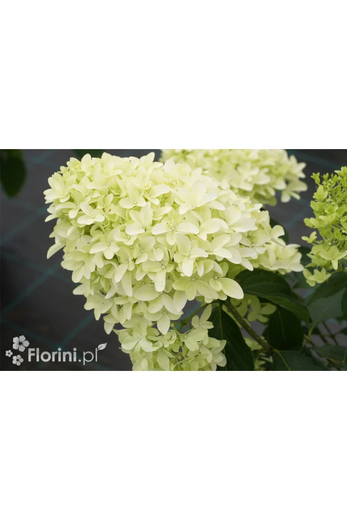 Hortensja bukietowa 'Graffiti' | Hydrangea panniculata