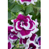 Petunia 'Tumbelina Bella' | Petunia x hybrida