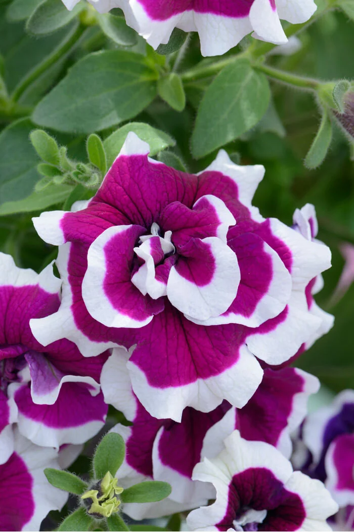 Petunia 'Tumbelina Bella' | Petunia x hybrida