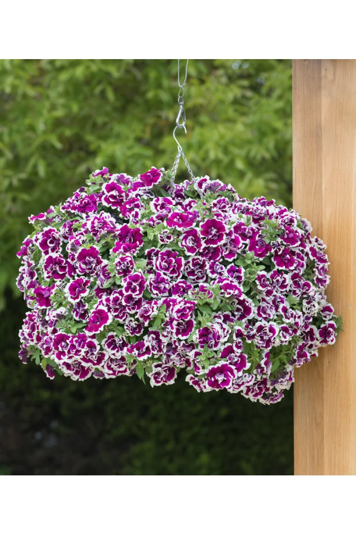 Petunia 'Tumbelina Bella' | Petunia x hybrida