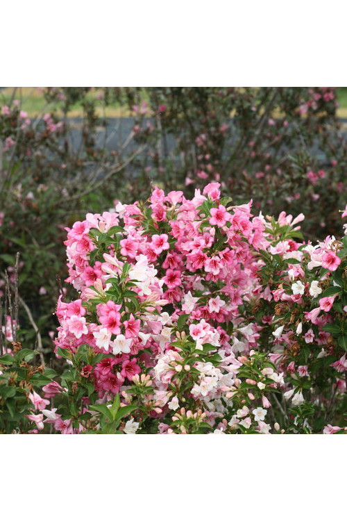 Krzewuszka cudowna 'Czechmark Trilogy' (RARYTAS) | Weigela florida
