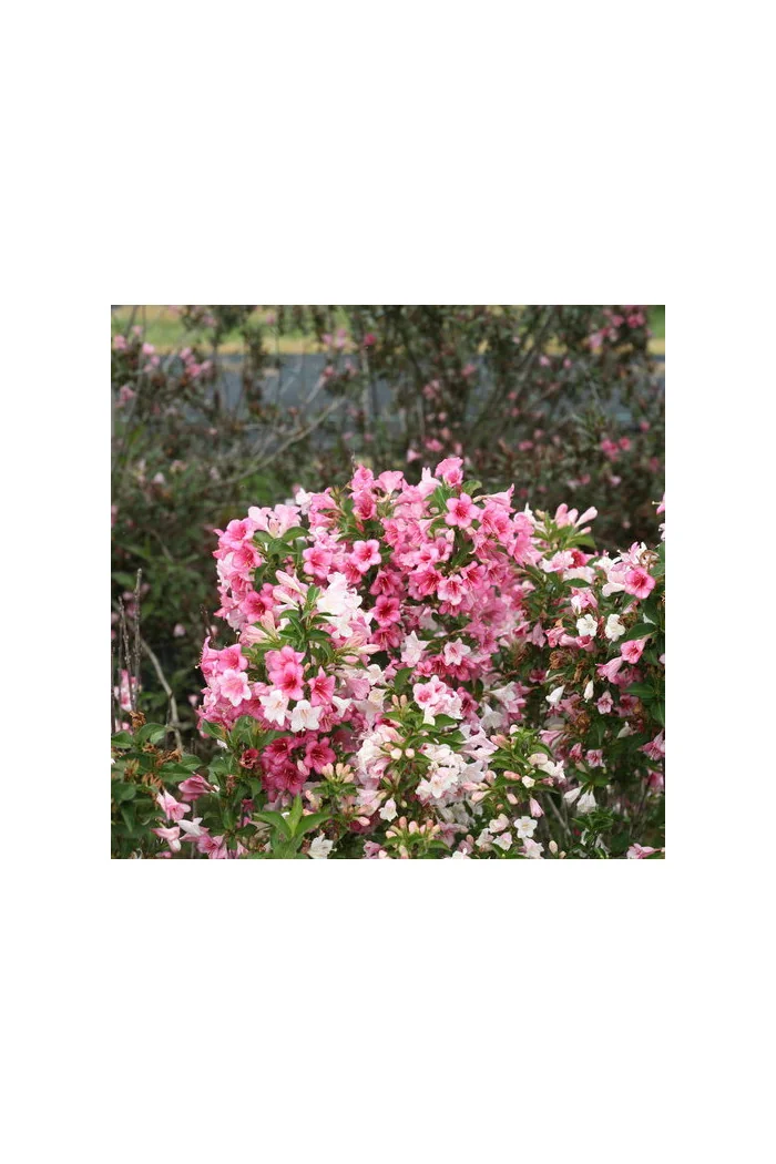 Krzewuszka cudowna 'Czechmark Trilogy' (RARYTAS) | Weigela florida