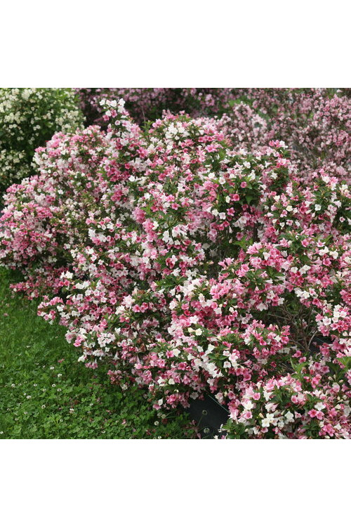 Krzewuszka cudowna 'Czechmark Trilogy' (RARYTAS) | Weigela florida