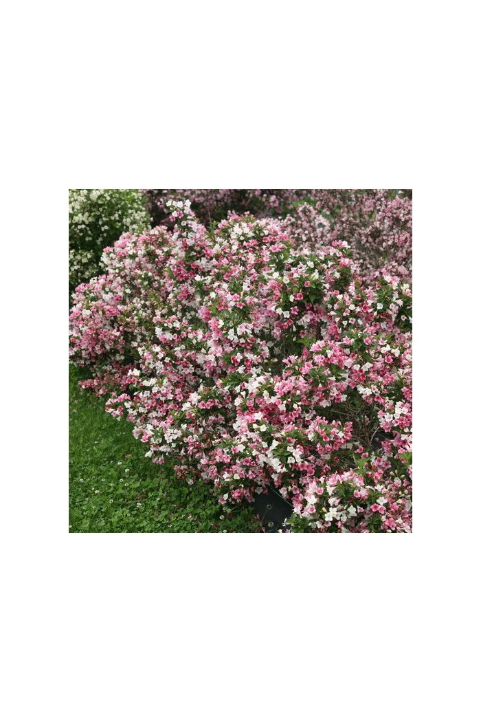 Krzewuszka cudowna 'Czechmark Trilogy' (RARYTAS) | Weigela florida