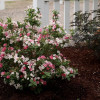 Krzewuszka cudowna 'Czechmark Trilogy' (RARYTAS) | Weigela florida
