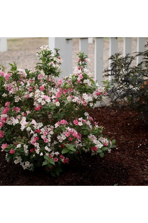 Krzewuszka cudowna 'Czechmark Trilogy' (RARYTAS) | Weigela florida