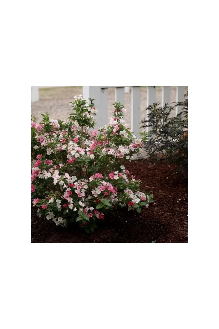 Krzewuszka cudowna 'Czechmark Trilogy' (RARYTAS) | Weigela florida