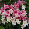 Krzewuszka cudowna 'Czechmark Trilogy' (RARYTAS) | Weigela florida