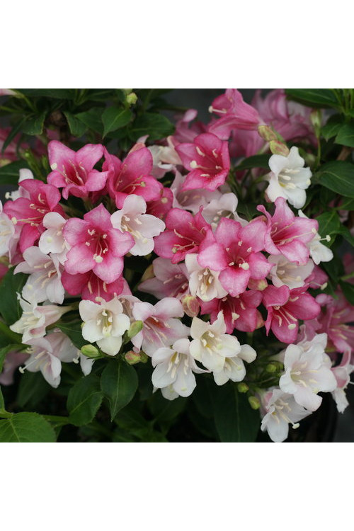 Krzewuszka cudowna 'Czechmark Trilogy' (RARYTAS) | Weigela florida