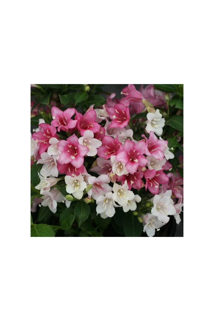 Krzewuszka cudowna 'Czechmark Trilogy' (RARYTAS) | Weigela florida