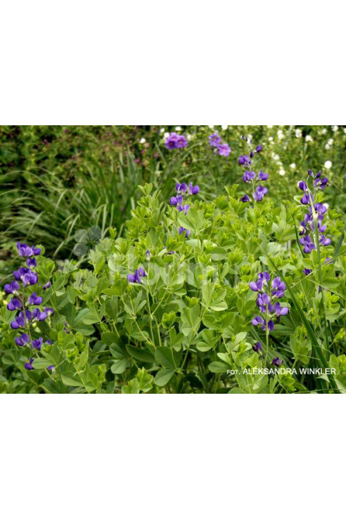 Baptysja (Bratwa) | Baptisia australis
