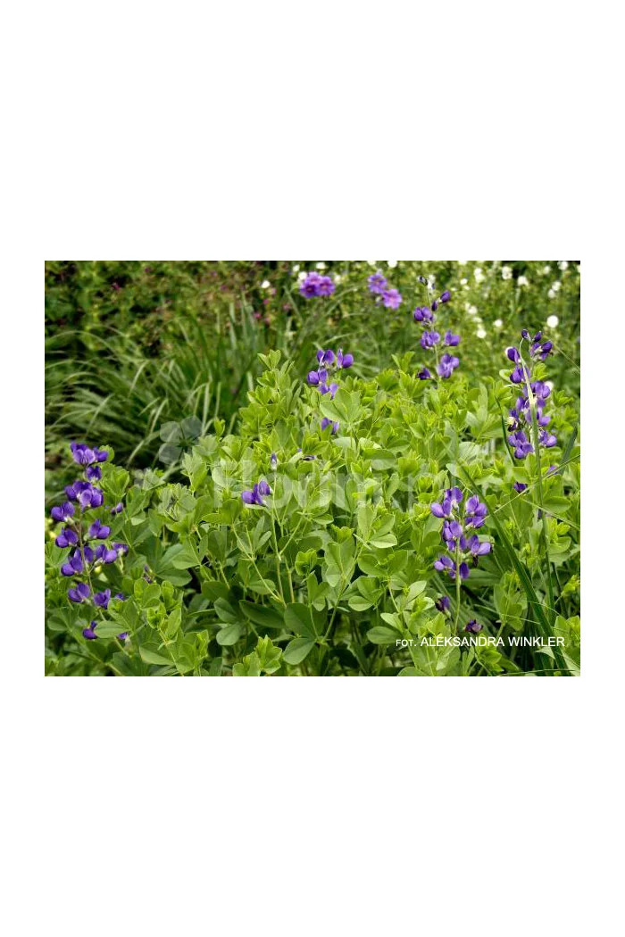 Baptysja (Bratwa) | Baptisia australis
