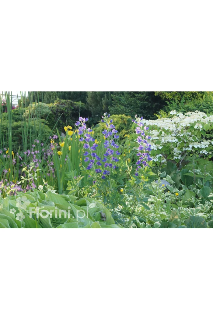 Baptysja (Bratwa) | Baptisia australis