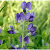 Baptysja (Bratwa) | Baptisia australis