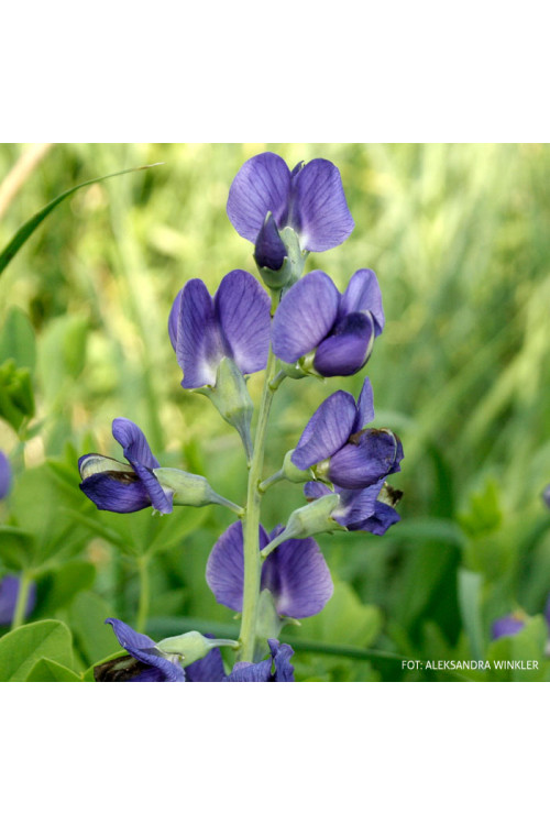 Baptysja (Bratwa) | Baptisia australis