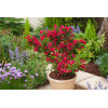 Krzewuszka cudowna 'Red Prince' | Weigela florida