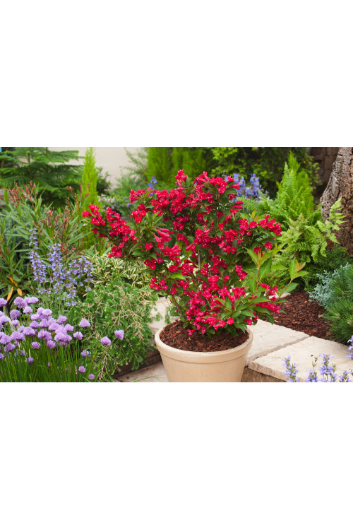 Krzewuszka cudowna 'Red Prince' | Weigela florida