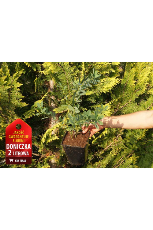 Baptysja (Bratwa) | Baptisia australis