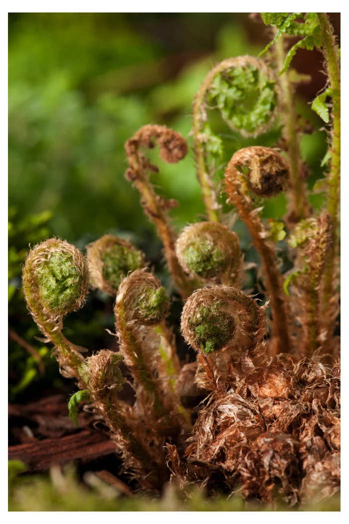 Narecznica samcza | Dryopteris filix-mas
