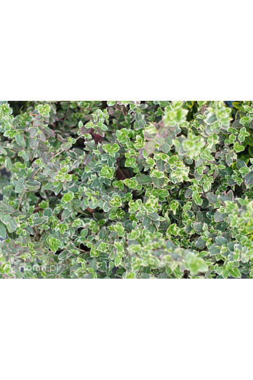 trzmielina, Euonymus