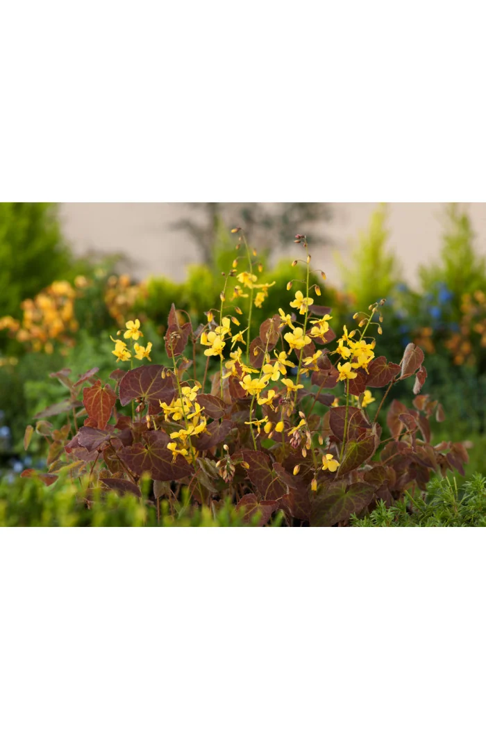 Epimedium 'Frohnleiten' | Epimedium perralchicum