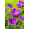 Bodziszek czerwony 'Vision Violet' | Geranium sanguineum