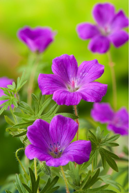 Bodziszek czerwony 'Vision Violet' | Geranium sanguineum