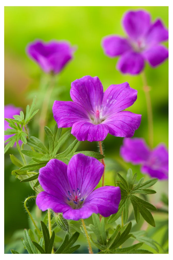 Bodziszek czerwony 'Vision Violet' | Geranium sanguineum