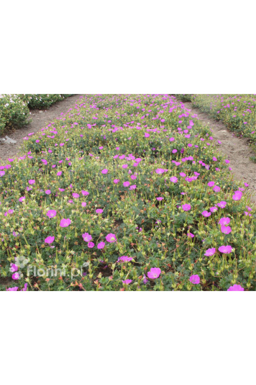 Bodziszek czerwony 'Vision Violet' | Geranium sanguineum