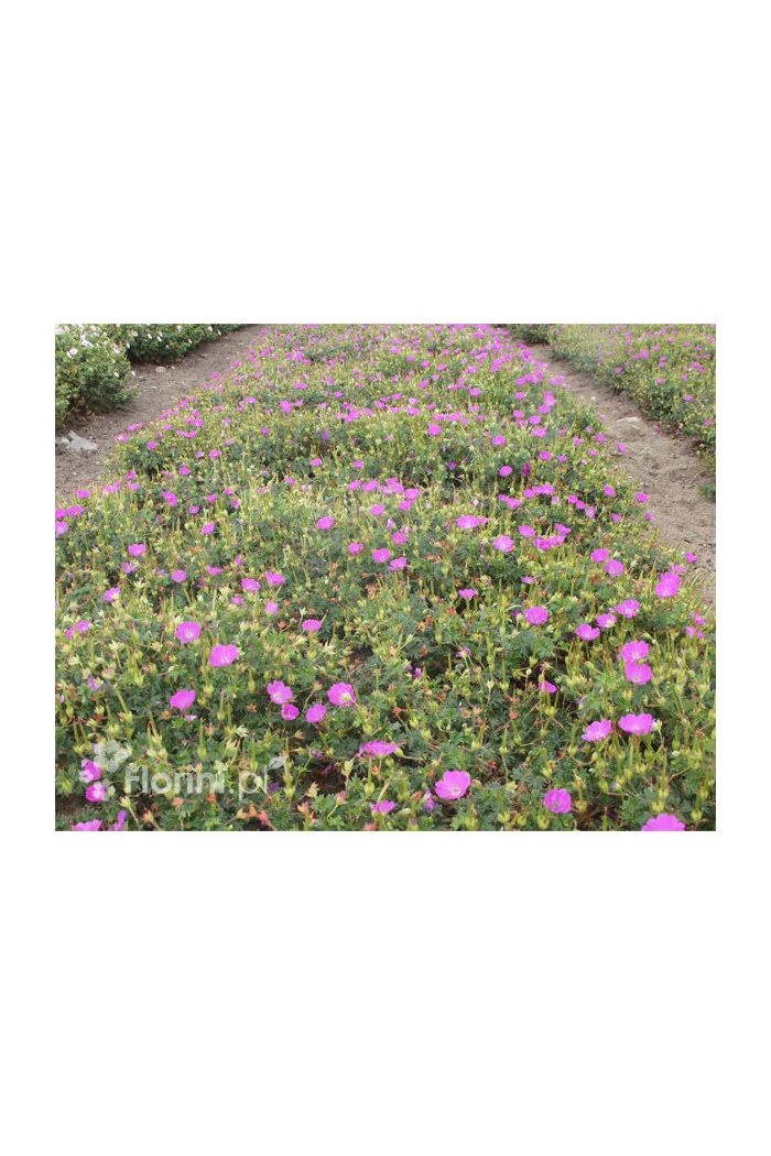 Bodziszek czerwony 'Vision Violet' | Geranium sanguineum
