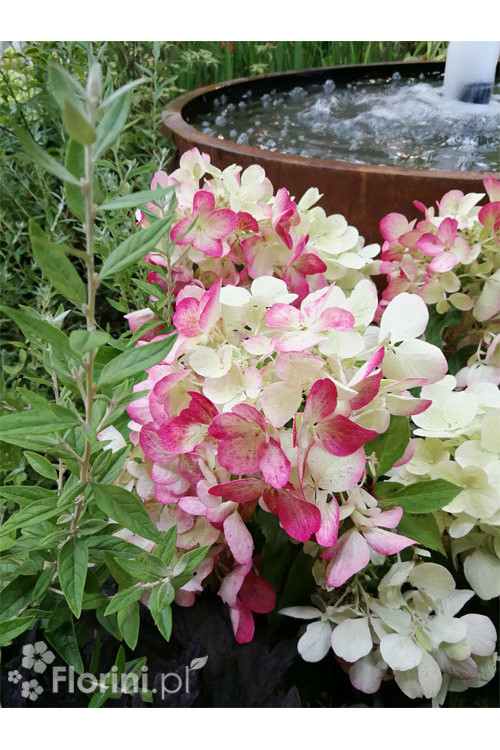 Hortensja bukietowa 'Diamond Rouge' | Hydrangea paniculata