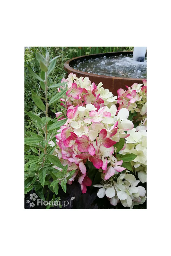 Hortensja bukietowa 'Diamond Rouge' | Hydrangea paniculata