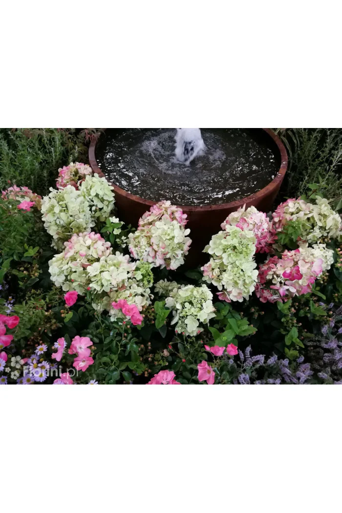 Hortensja bukietowa 'Diamond Rouge' | Hydrangea paniculata