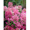 Hortensja bukietowa 'Diamond Rouge' | Hydrangea paniculata