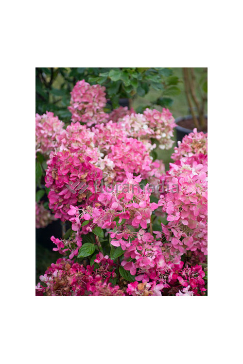 Hortensja bukietowa 'Diamond Rouge' | Hydrangea paniculata