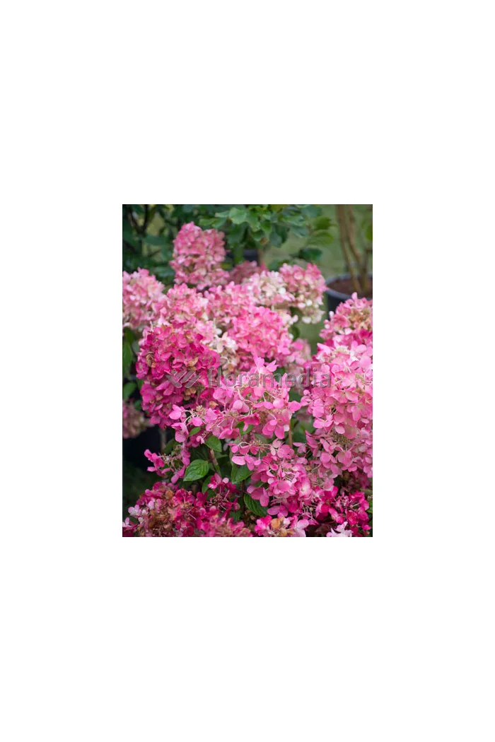 Hortensja bukietowa 'Diamond Rouge' | Hydrangea paniculata