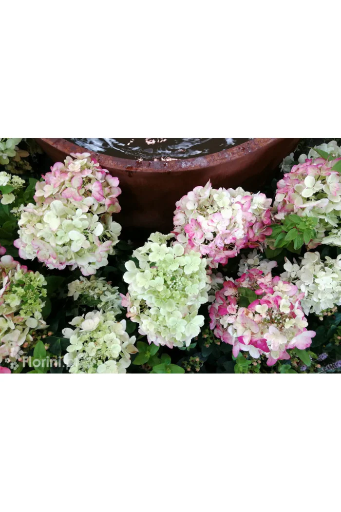 Hortensja bukietowa 'Diamond Rouge' | Hydrangea paniculata