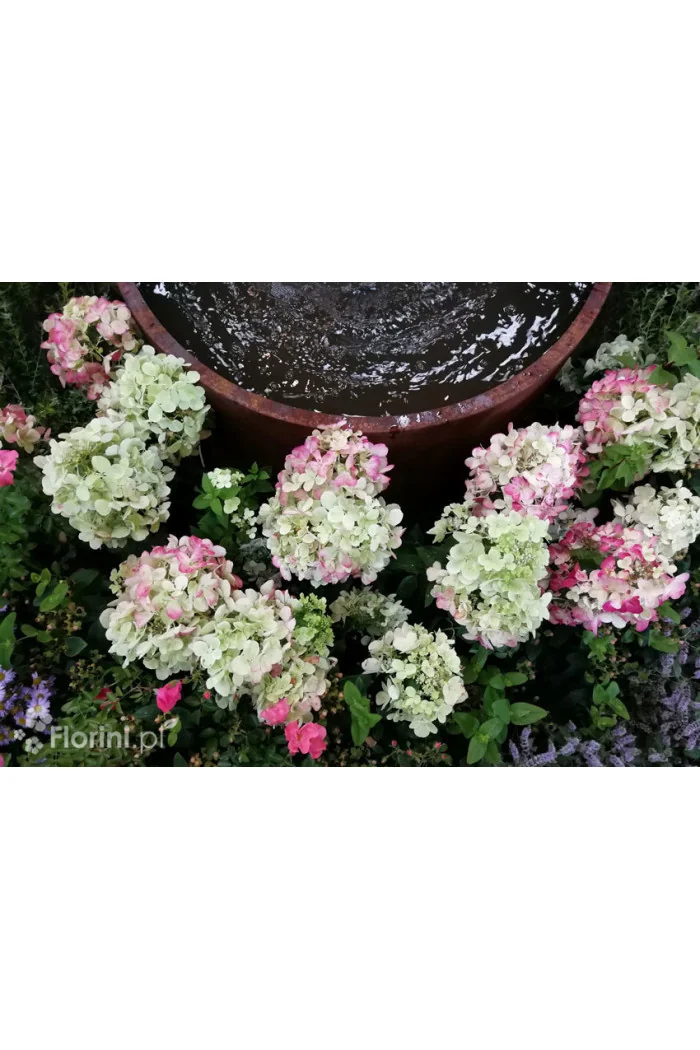 Hortensja bukietowa 'Diamond Rouge' | Hydrangea paniculata