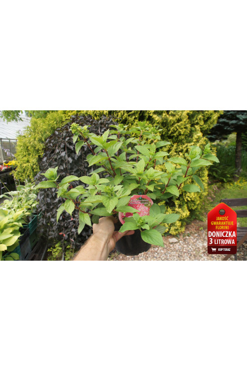 Hortensja bukietowa 'Diamond Rouge' | Hydrangea paniculata