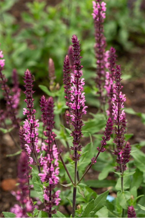 Szałwia omszona 'Caradonna Pink' | Salvia nemorosa