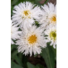 Złocień wielki 'Sante' | Leucanthemum maximum