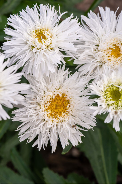 Złocień wielki 'Sante' | Leucanthemum maximum