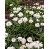 Złocień wielki 'Sante' | Leucanthemum maximum