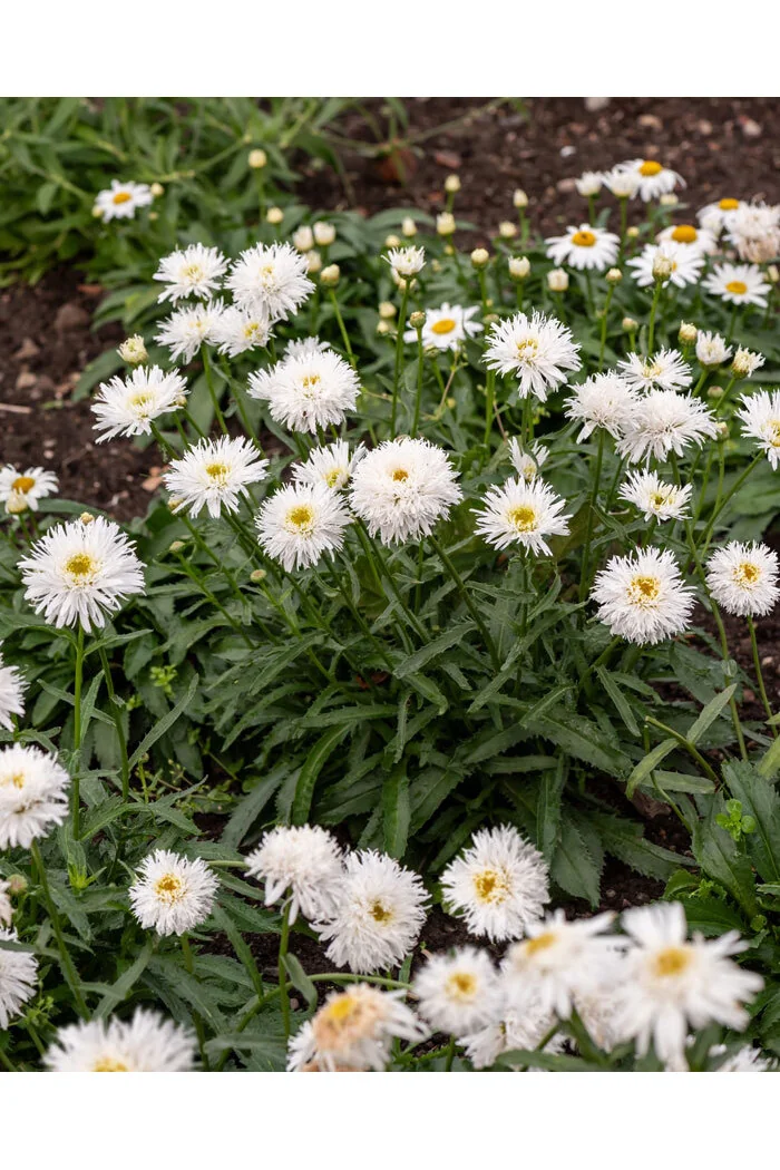 Złocień wielki 'Sante' | Leucanthemum maximum