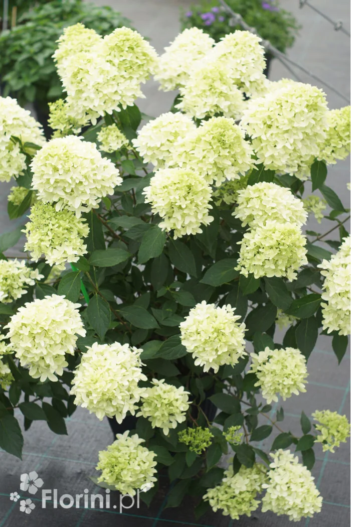 Hortensja bukietowa 'Graffiti' | Hydrangea panniculata
